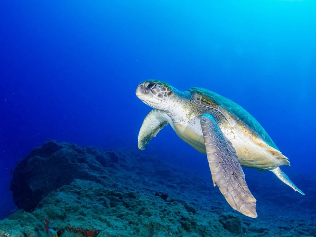 Endless Summer House surf camp