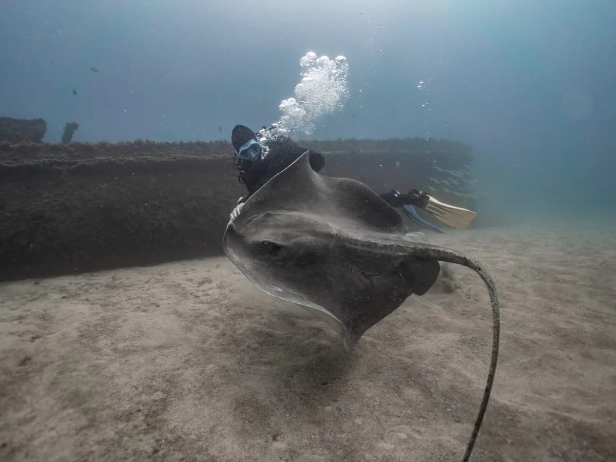 Single Fin Surf House surf camp