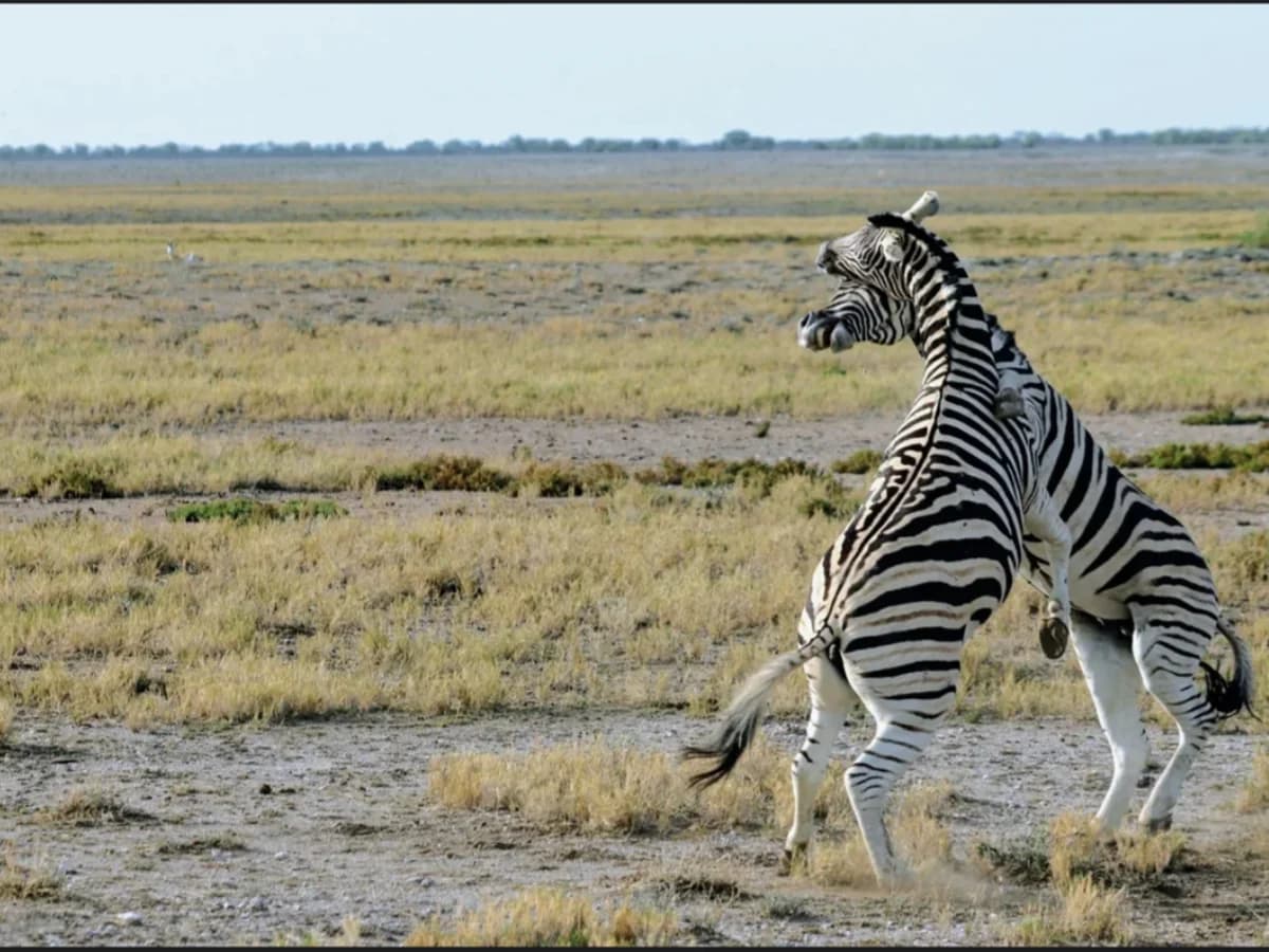 Chameleon Safaris surf camp